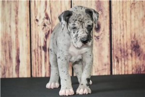 Avah - puppy for sale