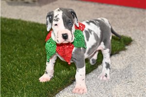 Sophie - Great Dane for sale