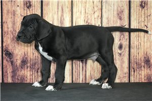 Sammy - puppy for sale