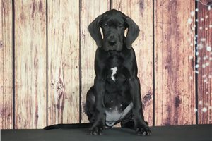 Mazy - Great Dane for sale