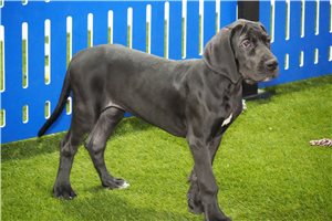 Belle - Great Dane for sale