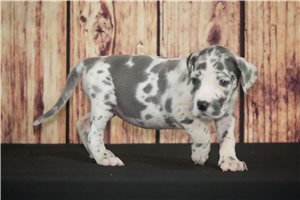 Maya - puppy for sale