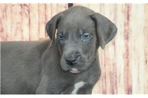 Summer - puppy for sale