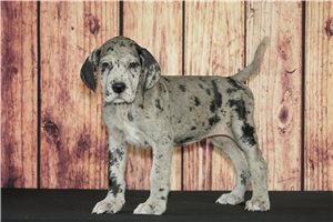 Shadow - Great Dane for sale