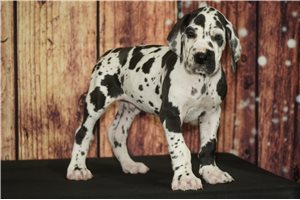 Dominic - Great Dane for sale
