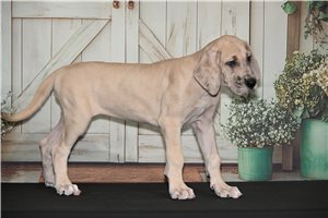 Francis - Great Dane for sale