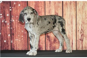 Shadow - Great Dane for sale