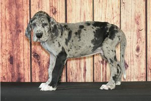 Boyce - Great Dane for sale