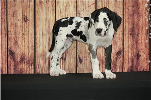 Rocky - Great Dane for sale