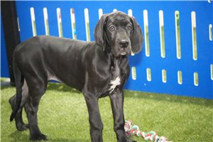 Ellie - Great Dane for sale