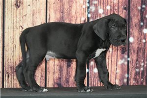 Tucker - Great Dane for sale