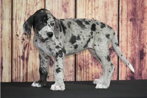 Kallie - Great Dane for sale