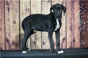 Bella - puppy for sale