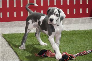 Lanie - Great Dane for sale