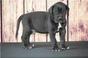 Buster - Great Dane for sale