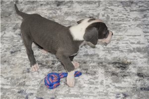 Rosie - puppy for sale