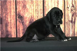 Werner - puppy for sale
