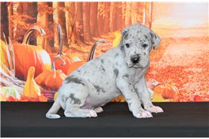 Troy - Great Dane for sale