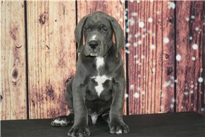 Clyde - Great Dane for sale