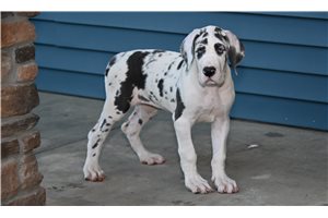Gina - Great Dane for sale