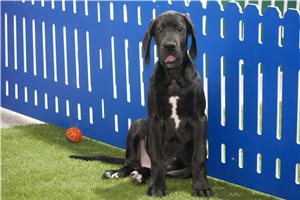 Chloe - Great Dane for sale