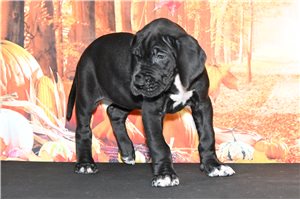 Dolly - Great Dane for sale