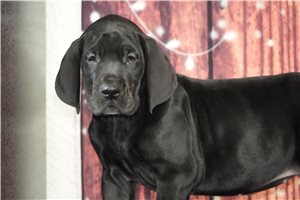 Gabby - Great Dane for sale