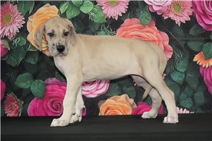 Francis - Great Dane for sale