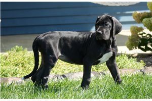 Victory - Great Dane for sale