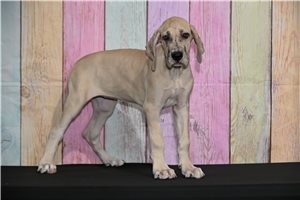 Francis - Great Dane for sale