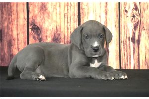 Sheba - puppy for sale
