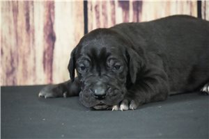 Buster - puppy for sale