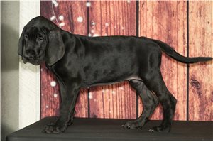 Gabby - Great Dane for sale