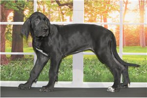 Wilda - Great Dane for sale