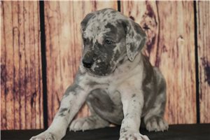 Luna - puppy for sale