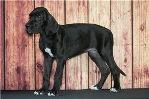 Lana - Great Dane for sale