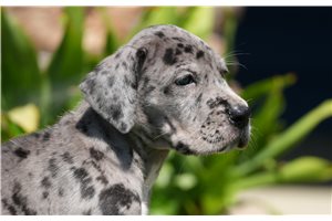 Cooper - puppy for sale