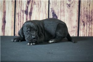 Mazy - Great Dane for sale