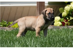 Dylan - puppy for sale