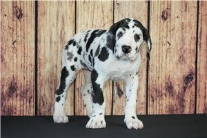 Gidget - Great Dane for sale