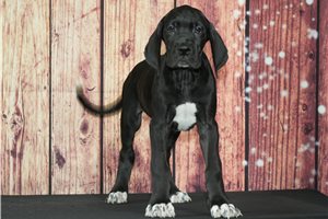 Victory - Great Dane for sale