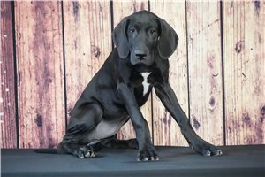 Lisa - puppy for sale