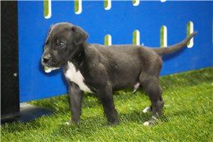 Spike - puppy for sale