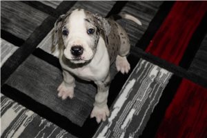 Camilla - puppy for sale