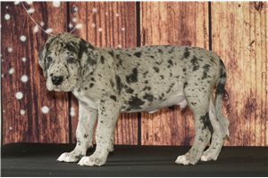 Vincent - Great Dane for sale