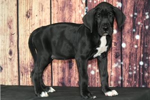 Bella - Great Dane for sale