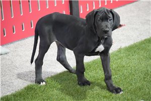 Petey - Great Dane for sale