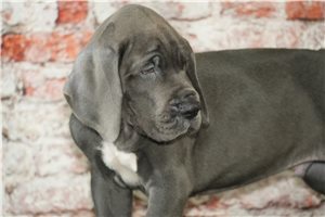 Jonah - Great Dane for sale