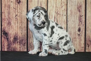 Juliette - Great Dane for sale