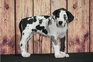 Rocky - Great Dane for sale